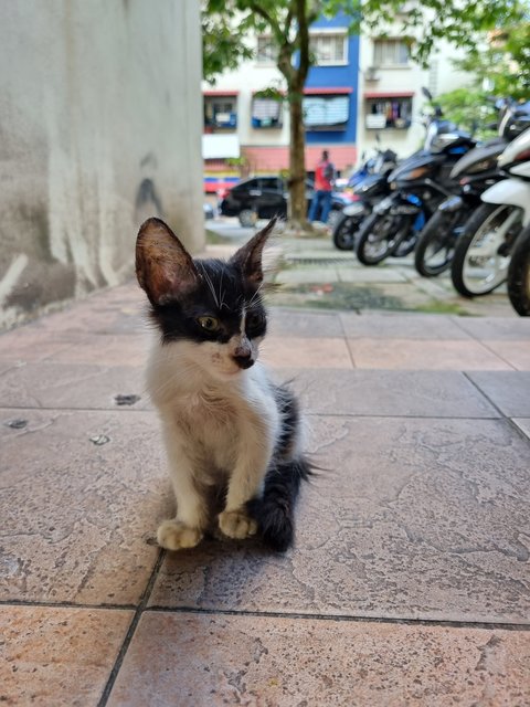 Dom - Domestic Long Hair Cat