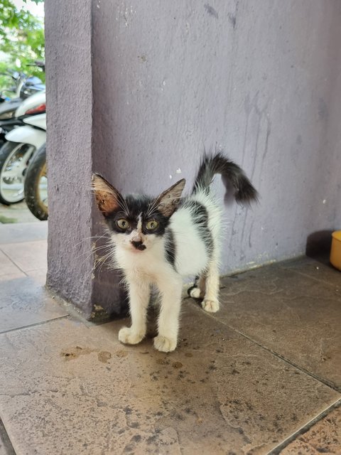 Dom - Domestic Long Hair Cat