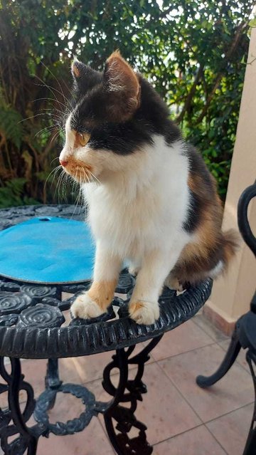 Chica - Persian + Calico Cat