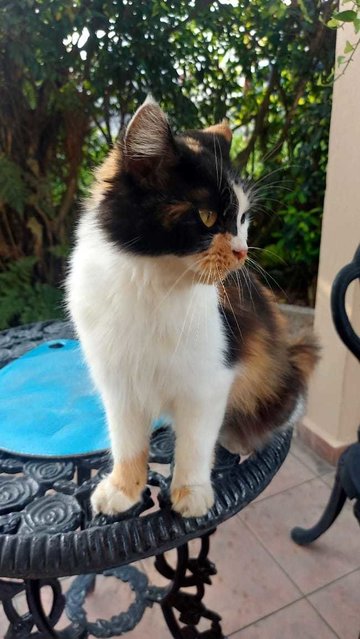 Chica - Persian + Calico Cat