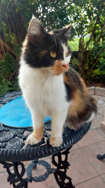 Chica - Persian + Calico Cat