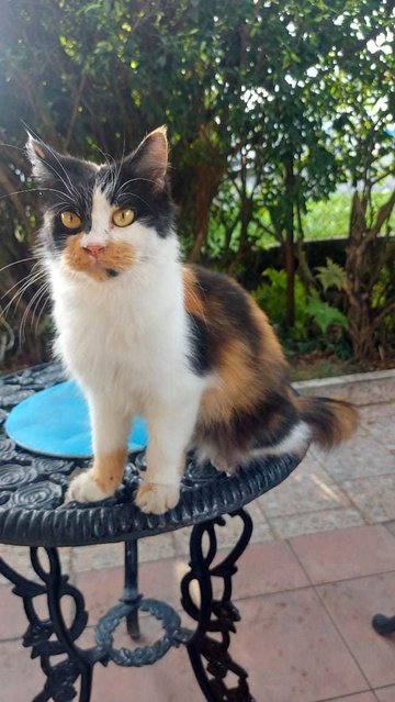 Chica - Persian + Calico Cat