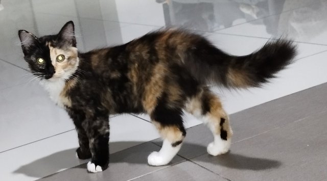 Chloe The Chimera Cat - Tortoiseshell + Bengal Cat