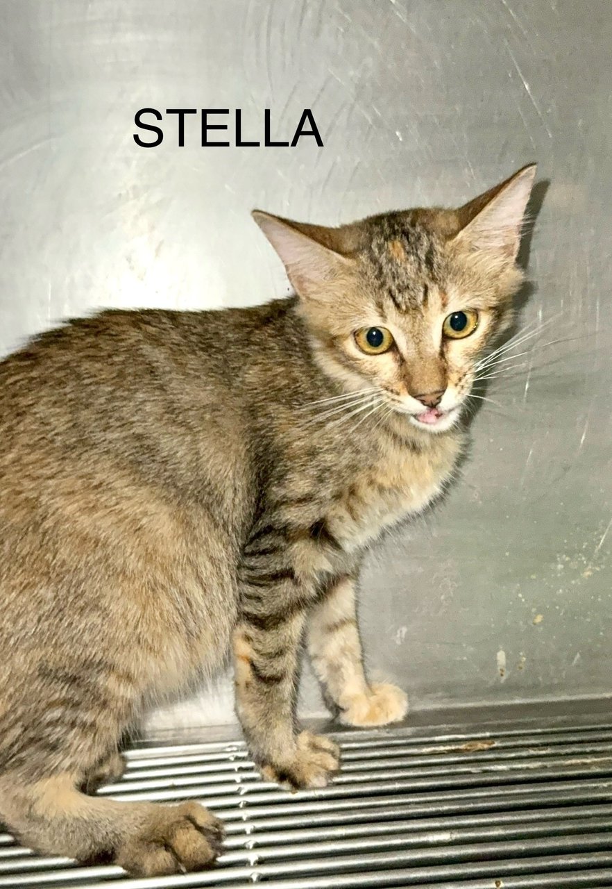 Stella - Domestic Short Hair Cat