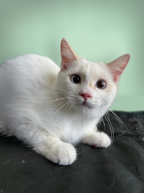 White Kitten - Domestic Short Hair Cat