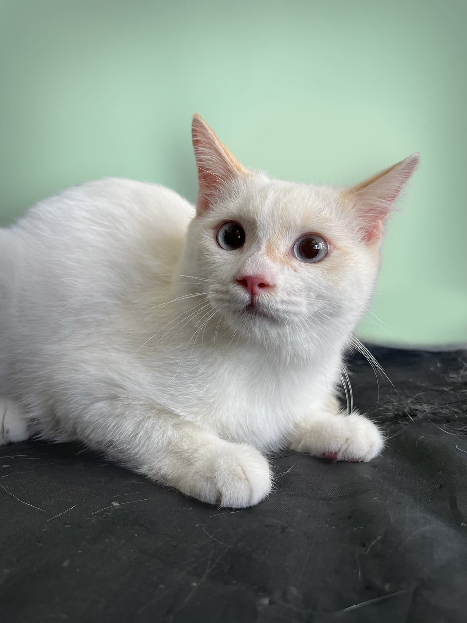 White Kitten - Domestic Short Hair Cat