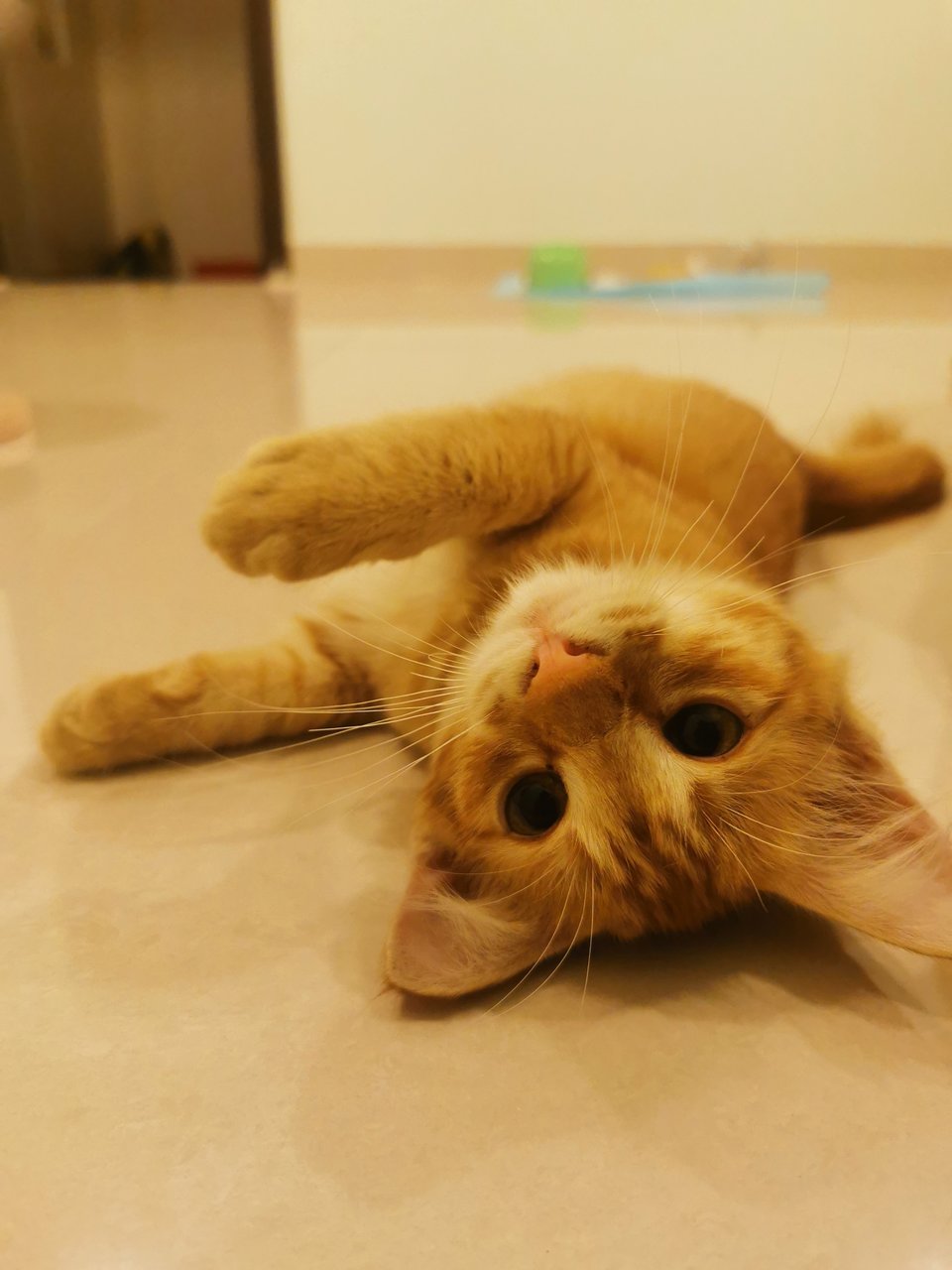 Orien - Domestic Medium Hair Cat