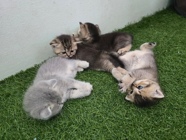 Bsh Kittens Golden-black &amp; Golden-lilac - British Shorthair Cat