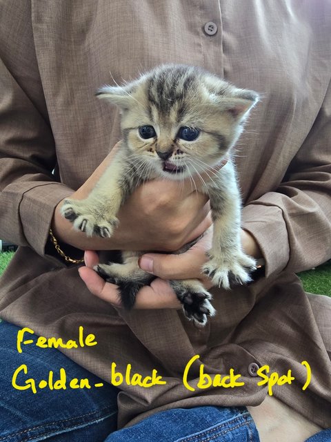 Bsh Kittens Golden-black &amp; Golden-lilac - British Shorthair Cat