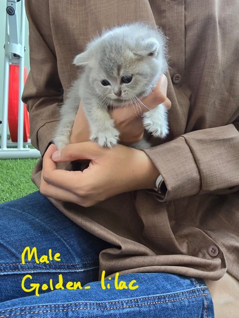 Bsh Kittens Golden-black &amp; Golden-lilac - British Shorthair Cat