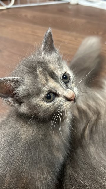Minie - British Shorthair + Domestic Medium Hair Cat
