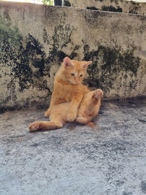 Hush - Domestic Medium Hair Cat