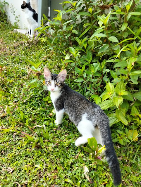 Marco &amp; Izo - Domestic Short Hair Cat