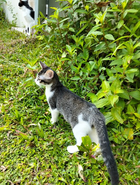 Marco &amp; Izo - Domestic Short Hair Cat