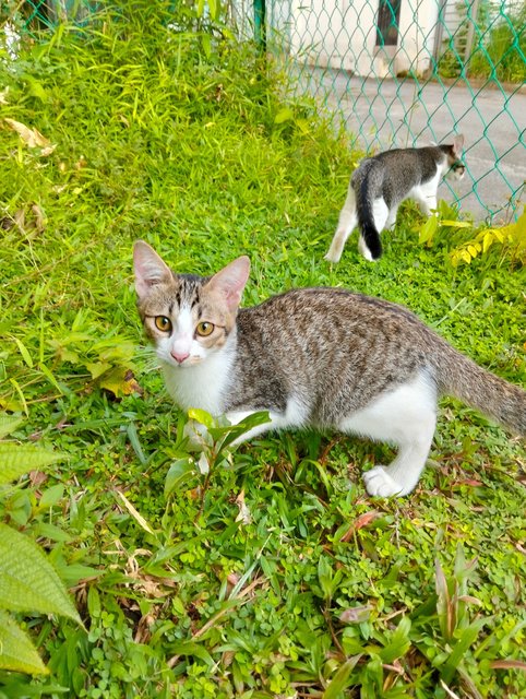 Marco &amp; Izo - Domestic Short Hair Cat