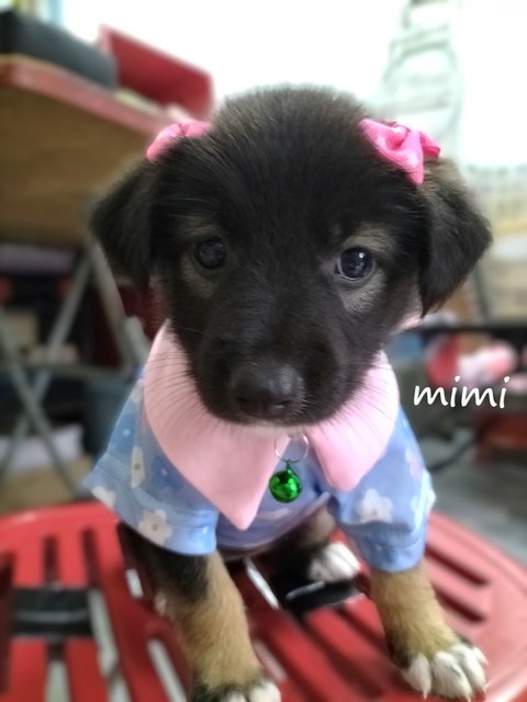 Momo/mimi/mocha/feimei - Mixed Breed Dog