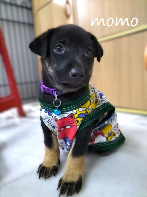 Momo/mimi/mocha/feimei - Mixed Breed Dog