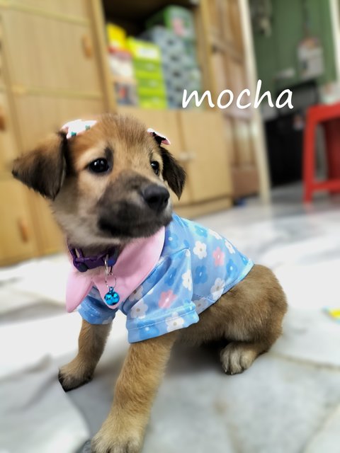 Momo/mimi/mocha/feimei - Mixed Breed Dog