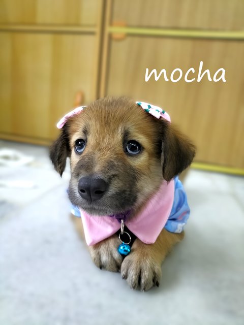 Momo/mimi/mocha/feimei - Mixed Breed Dog