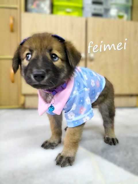 Momo/mimi/mocha/feimei - Mixed Breed Dog