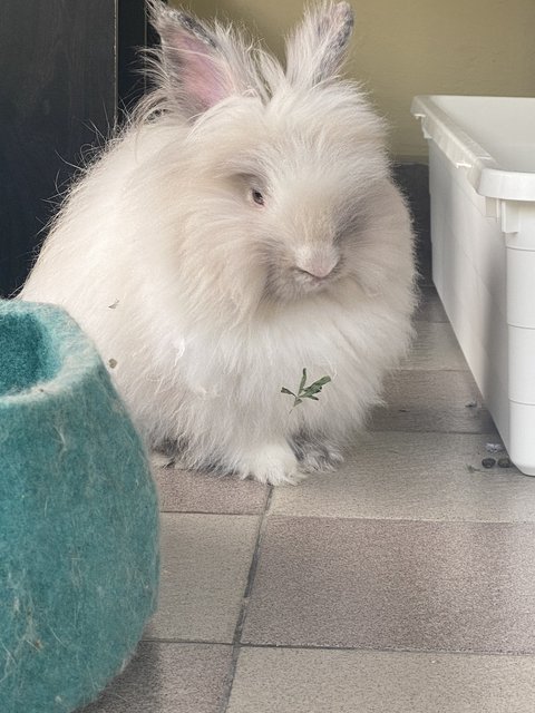 Dastan, Zorro And Gutsy - Holland Lop + Lionhead Rabbit