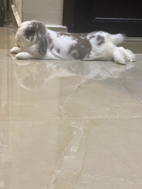 Dastan, Zorro And Gutsy - Holland Lop + Lionhead Rabbit