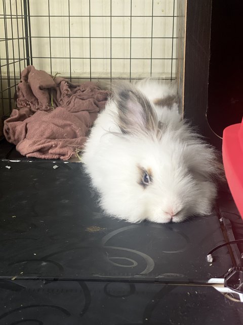 Dastan, Zorro And Gutsy - Holland Lop + Lionhead Rabbit