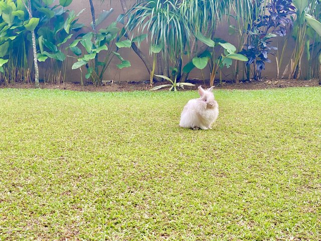 Dastan, Zorro And Gutsy - Holland Lop + Lionhead Rabbit