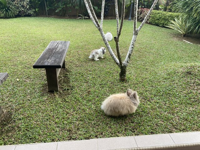 Dastan, Zorro And Gutsy - Holland Lop + Lionhead Rabbit