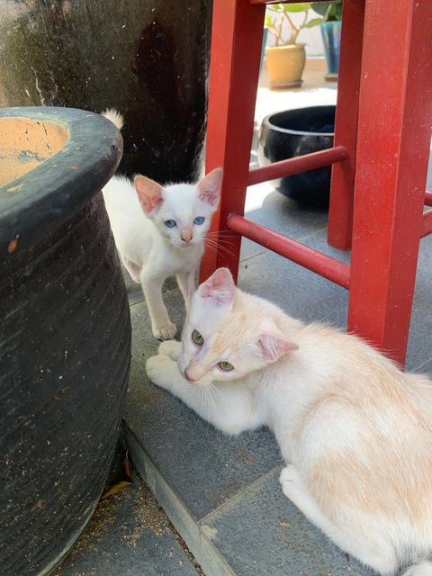 Biggy &amp; Tiny - Domestic Short Hair Cat