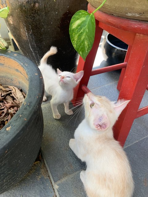 Biggy &amp; Tiny - Domestic Short Hair Cat