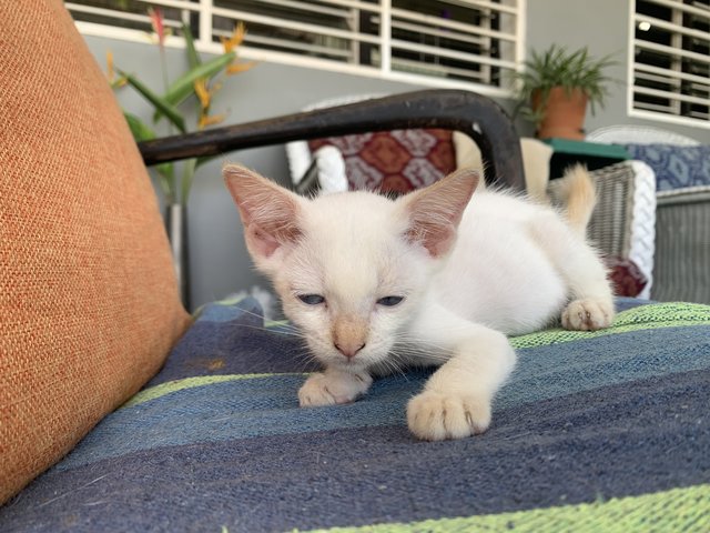 Biggy &amp; Tiny - Domestic Short Hair Cat