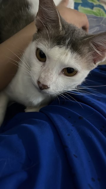 Milky - Domestic Long Hair Cat