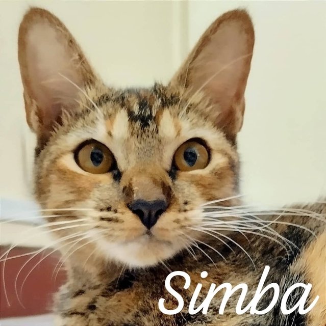 Booked Pending Adoption,cleo And Simba  - Domestic Short Hair Cat