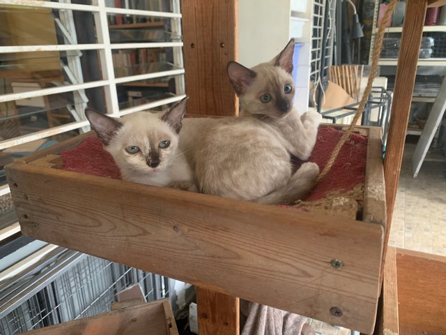 Siamese Twins - Domestic Short Hair Cat