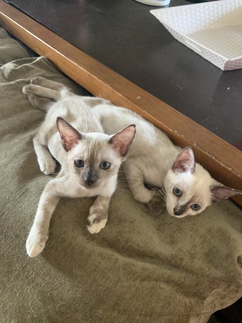 Siamese Twins - Domestic Short Hair Cat