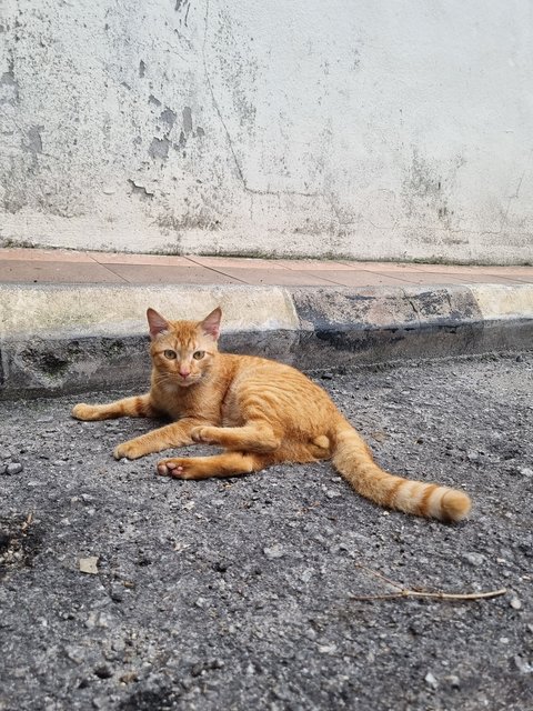 Bond - Domestic Short Hair Cat