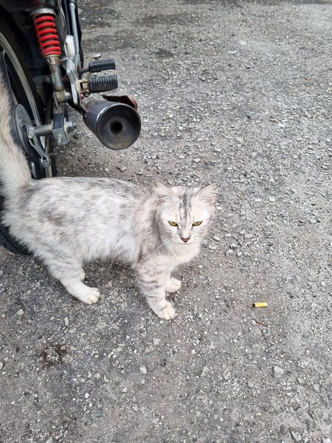 Minsu - Oriental Long Hair Cat