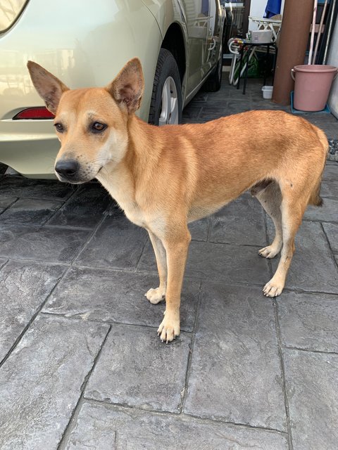 Brownie - Mixed Breed Dog