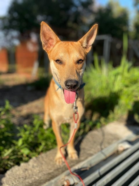 Brownie - Mixed Breed Dog