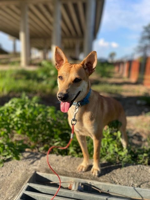 Brownie - Mixed Breed Dog