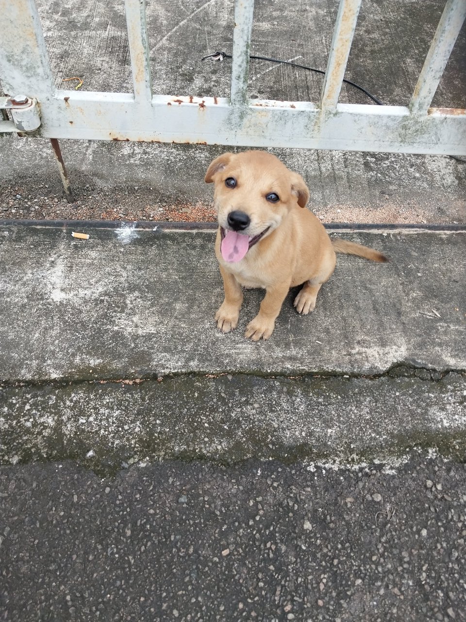 Puppies - Mixed Breed Dog