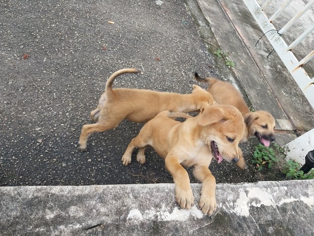 Puppies - Mixed Breed Dog