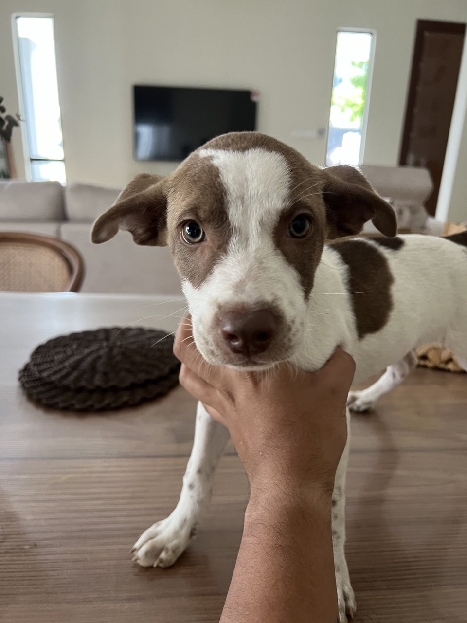 Scarlet - Labrador Retriever Mix Dog