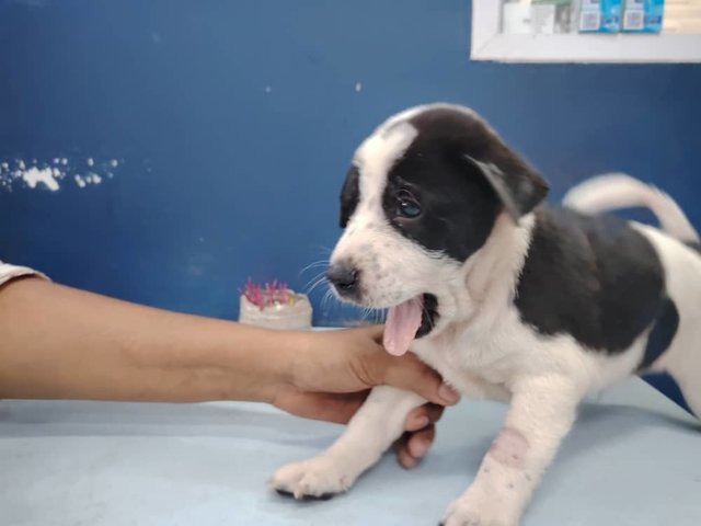 Mixed Breed 1 Month Old Male Puppies - Mixed Breed Dog