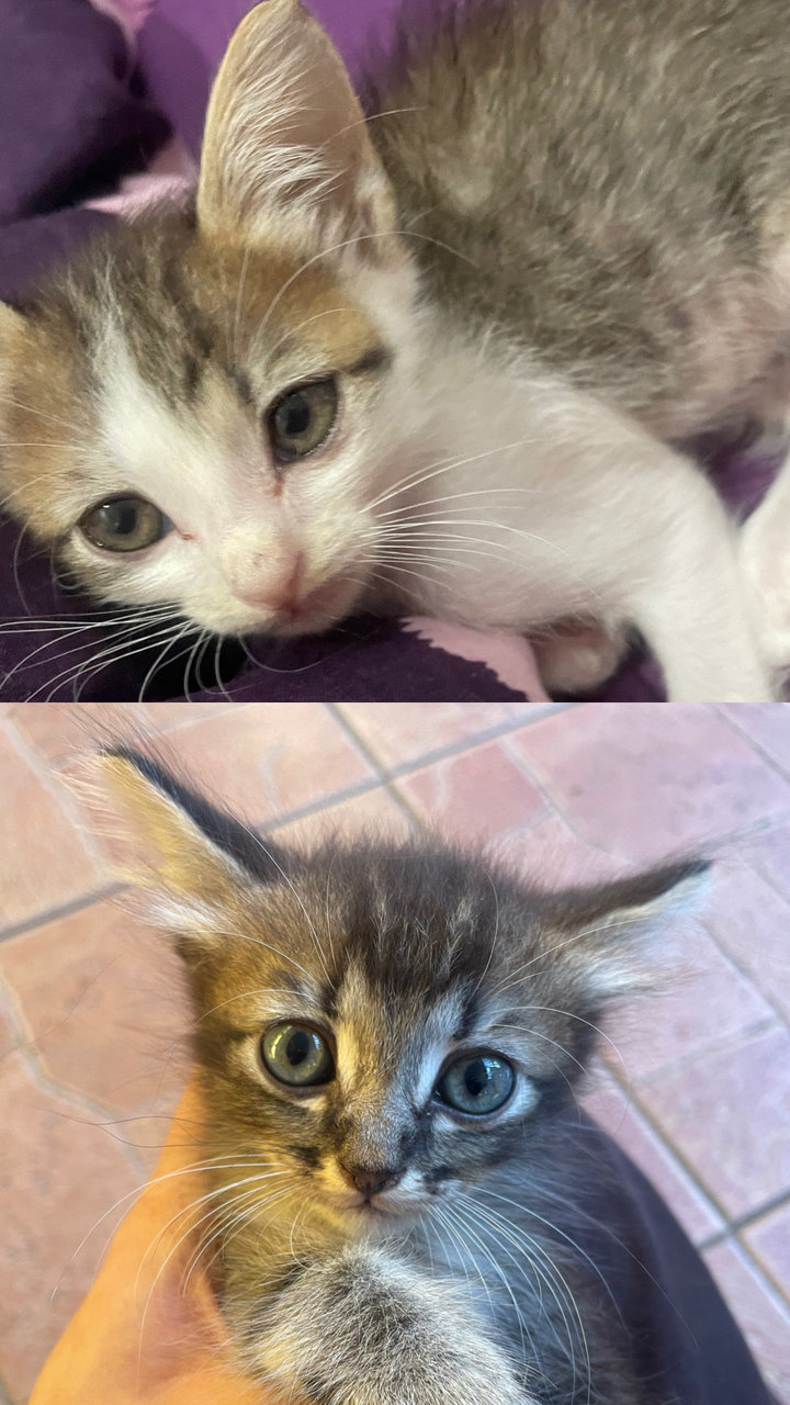 Blacky And Baby - Domestic Long Hair + American Wirehair Cat