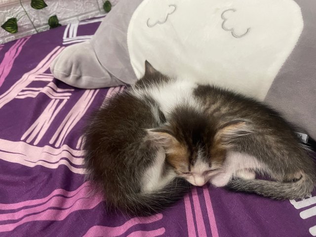 Princess,blacky And Baby - Domestic Long Hair + Siamese Cat