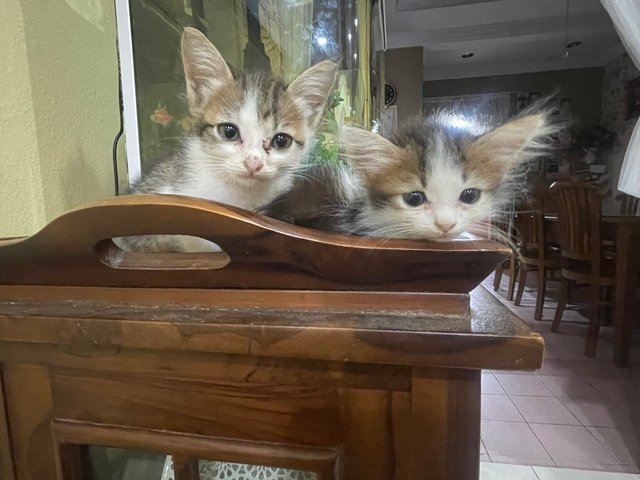 Princess,blacky And Baby - Domestic Long Hair + Siamese Cat