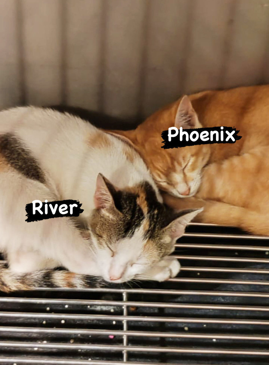 River And Phoenix - Domestic Short Hair Cat