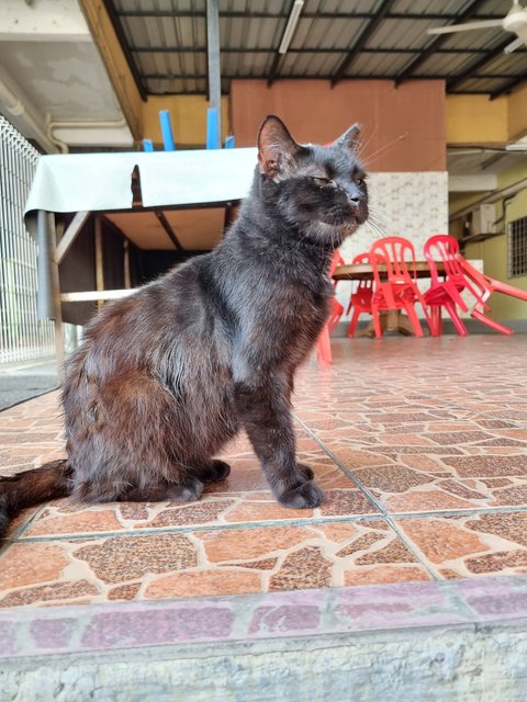 Noonoo - Domestic Long Hair Cat